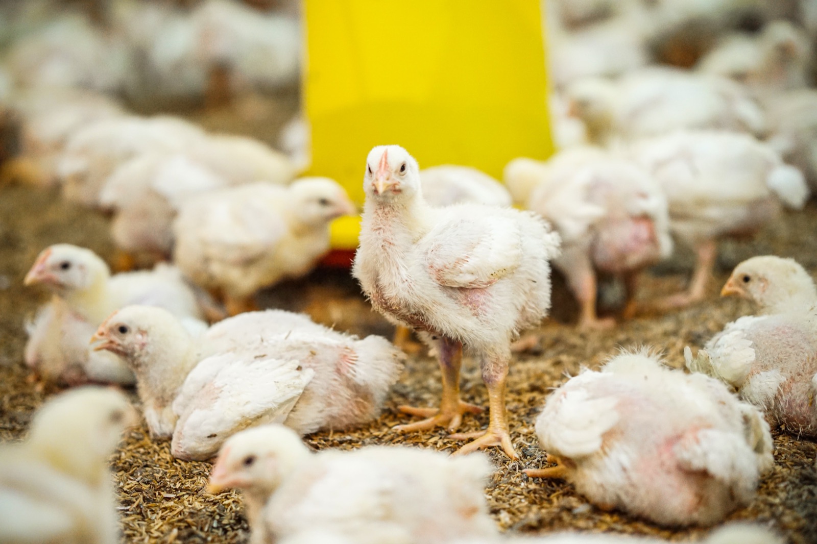Pitik smart poultry farming in Indonesia